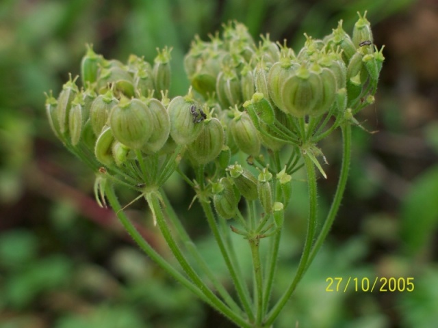 Heracleum sphondylium subsp. sphondylium / Panace comune